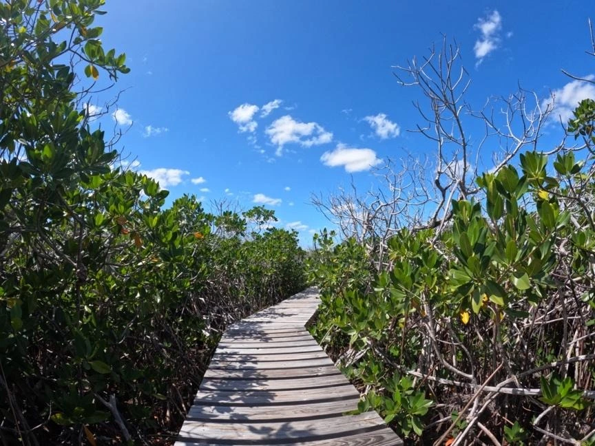 Carnival Corporation & Conservation International Partnership to restore Caribbean Mangroves