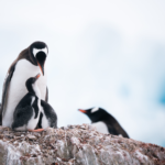 Antarctica21 Sustainability Report