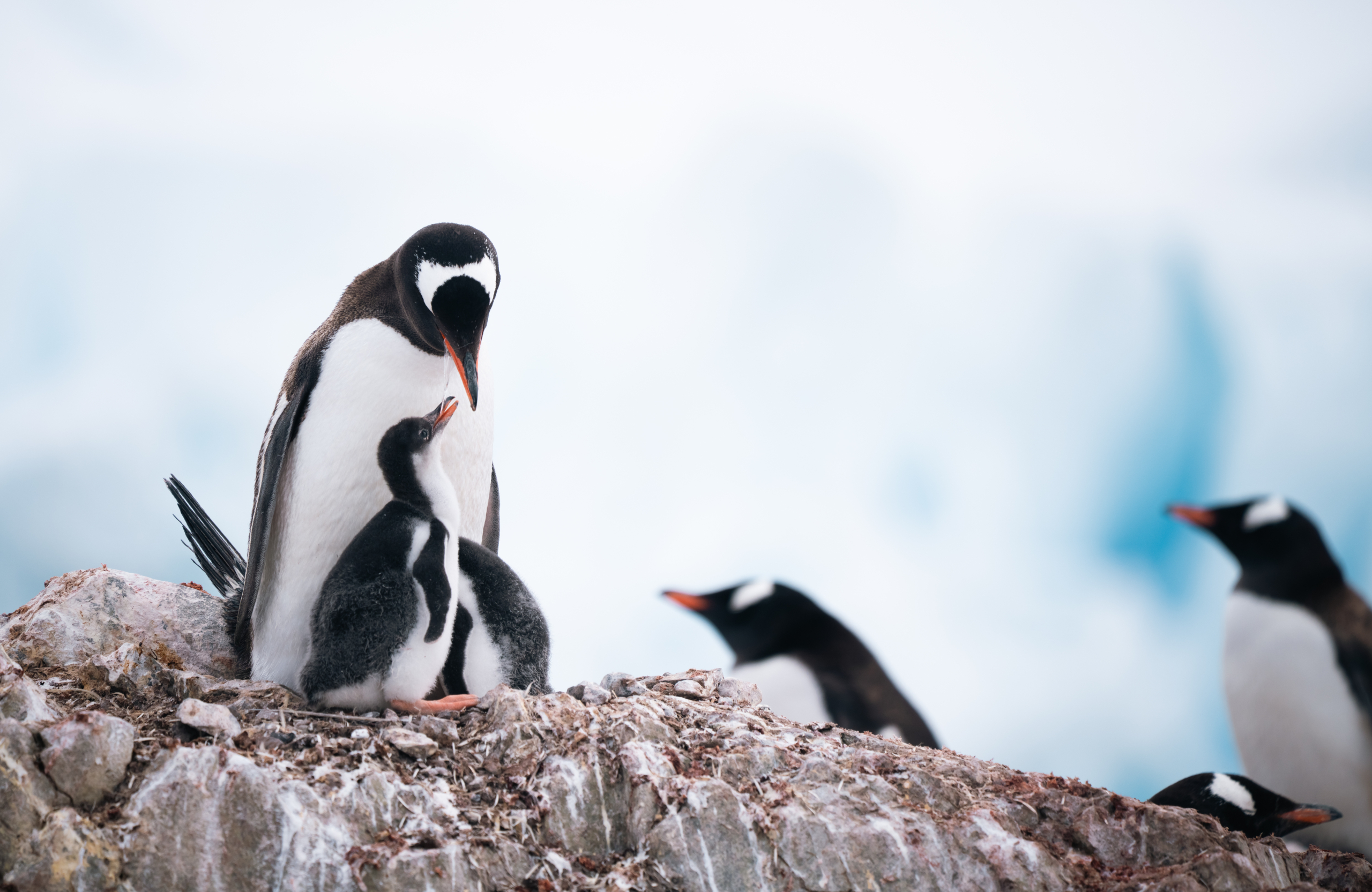 Antarctica21 Sustainability Report