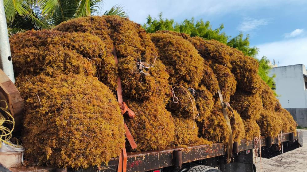 Royal Caribbean Group Expands Mahahual Sargassum Management Programme
