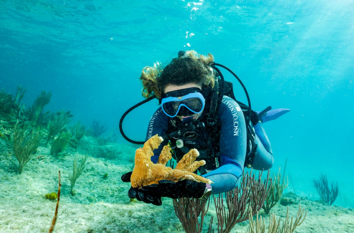 MSC Foundation Backs Global Coral Reef Assessment