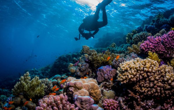 aroya iona reef snorkeling