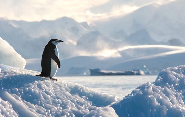 polar latitudes lone penguin pristine white featured